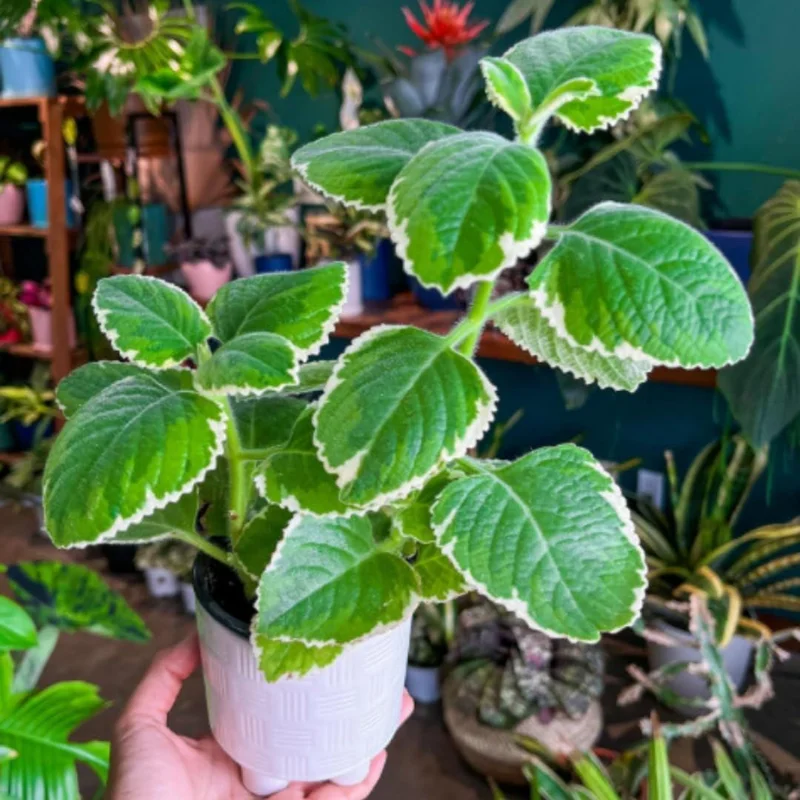 Variegated Cuban Oregano Live Plant - 4 Inch Potted Herb for Indoor/Outdoor Variegated Cuban Oregano Live Plant - 4 Inch Potted Herb for Indoor/Outdoor - Image 1