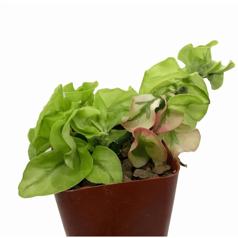 Variegated Devil's Backbone Succulent Live Plant – 3" Pot – Indoor Variegated Devil's Backbone Succulent Live Plant – 3" Pot – Indoor - Image 2