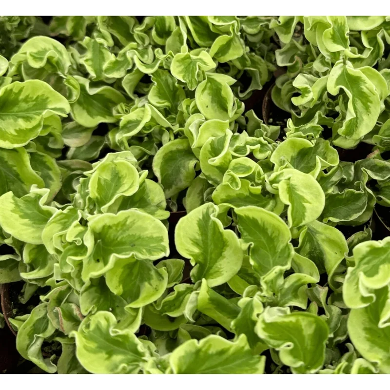 Variegated Devil's Backbone Succulent Live Plant – 3" Pot – Indoor Variegated Devil's Backbone Succulent Live Plant – 3" Pot – Indoor - Image 3