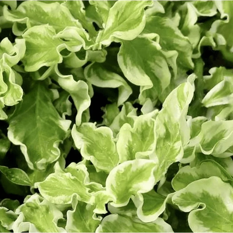 Variegated Devil's Backbone Succulent Live Plant – 3" Pot – Indoor Variegated Devil's Backbone Succulent Live Plant – 3" Pot – Indoor - Image 4