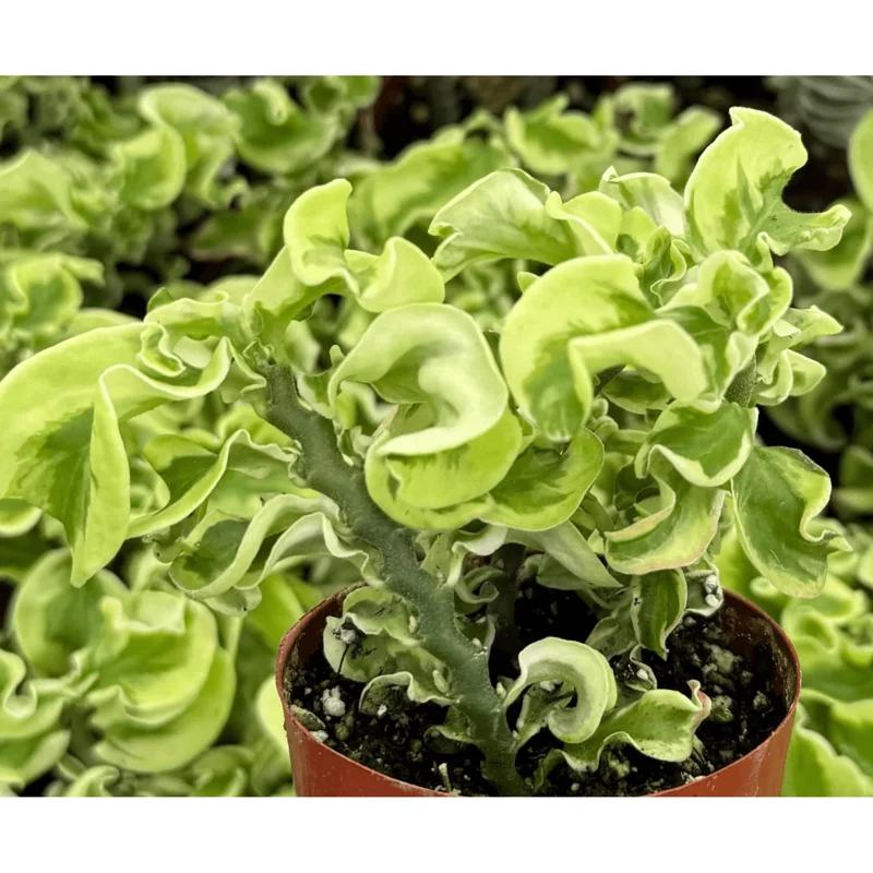 Variegated Devil's Backbone Succulent Live Plant – 3" Pot – Indoor Variegated Devil's Backbone Succulent Live Plant – 3" Pot – Indoor - Image 5
