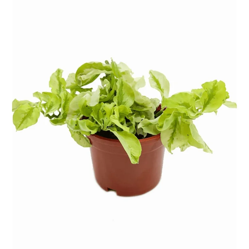 Variegated Devil's Backbone Succulent Live Plant – 3" Pot – Indoor Variegated Devil's Backbone Succulent Live Plant – 3" Pot – Indoor - Image 1