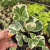 Variegated Ficus Triangularis Live Plant - Rare Indoor Houseplant, 4 Inch Pot - Image 1