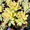 Variegated Ghost Plant Live Plant - Pink Succulent - 4 Inch Pot Variegated Ghost Plant Live Plant - Pink Succulent - 4 Inch Pot - Image 1