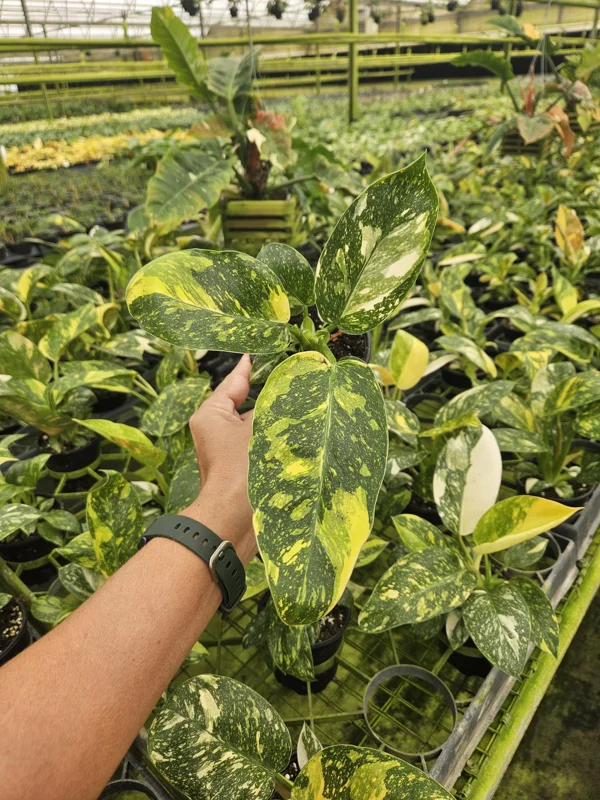 Variegated Green Congo Philodendron Live Plant – 4 Inch Pot – Tropical Houseplant - Image 2