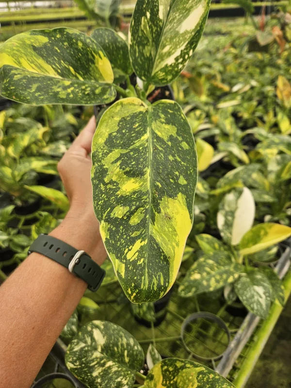 Variegated Green Congo Philodendron Live Plant – 4 Inch Pot – Tropical Houseplant - Image 1