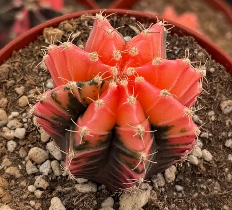 Variegated Gymnocalycium Cactus in 4 Inch pot | Variegated Cactus | Rooted Plant Variegated Gymnocalycium Cactus in 4 Inch pot | Variegated Cactus | Rooted Plant - Image 2