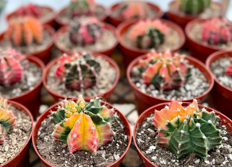 Variegated Gymnocalycium Cactus in 4 Inch pot | Variegated Cactus | Rooted Plant Variegated Gymnocalycium Cactus in 4 Inch pot | Variegated Cactus | Rooted Plant - Image 4