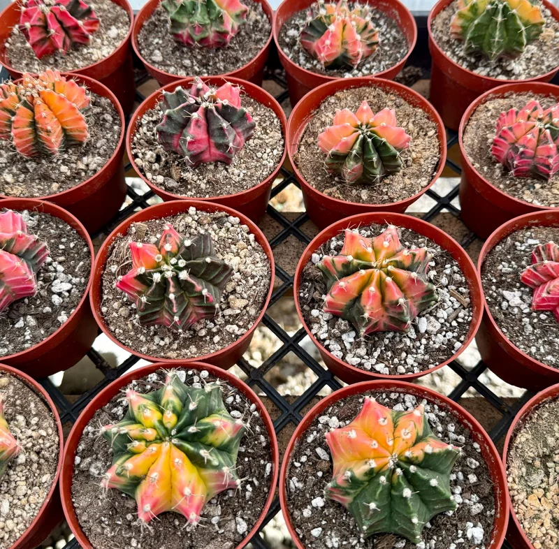 Variegated Gymnocalycium Cactus in 4 Inch pot | Variegated Cactus | Rooted Plant Variegated Gymnocalycium Cactus in 4 Inch pot | Variegated Cactus | Rooted Plant - Image 5