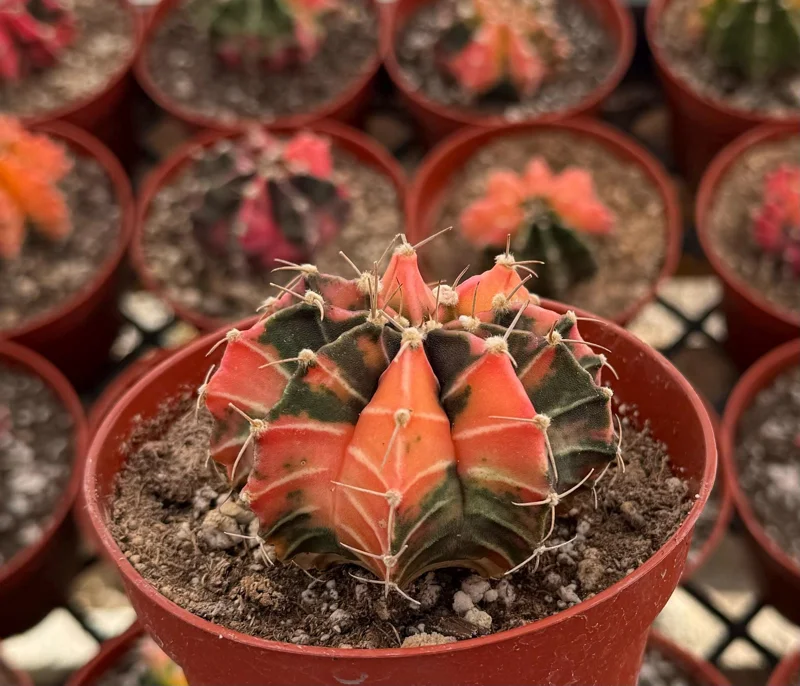 Variegated Gymnocalycium Cactus Live Plant - 4 Inch Pot, Rooted Indoor Succulent Variegated Gymnocalycium Cactus Live Plant - 4 Inch Pot, Rooted Indoor Succulent - Image 3