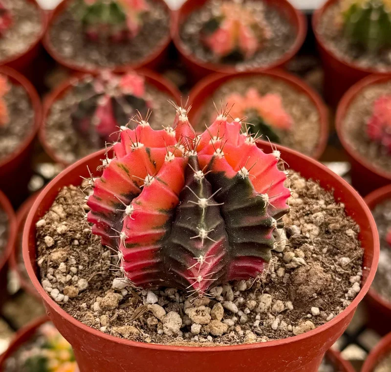 Variegated Gymnocalycium Cactus Live Plant - 4 Inch Pot, Rooted Indoor Succulent Variegated Gymnocalycium Cactus Live Plant - 4 Inch Pot, Rooted Indoor Succulent - Image 1