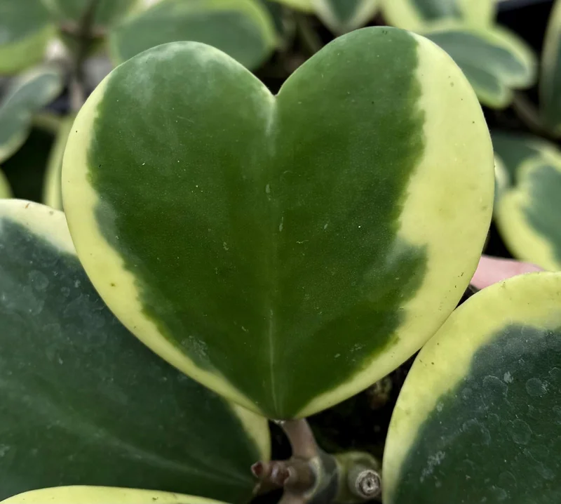 Variegated Hoya Kerrii Live Plant – Sweetheart Succulent – 4 Inch Pot – Indoor Variegated Hoya Kerrii Live Plant – Sweetheart Succulent – 4 Inch Pot – Indoor - Image 2