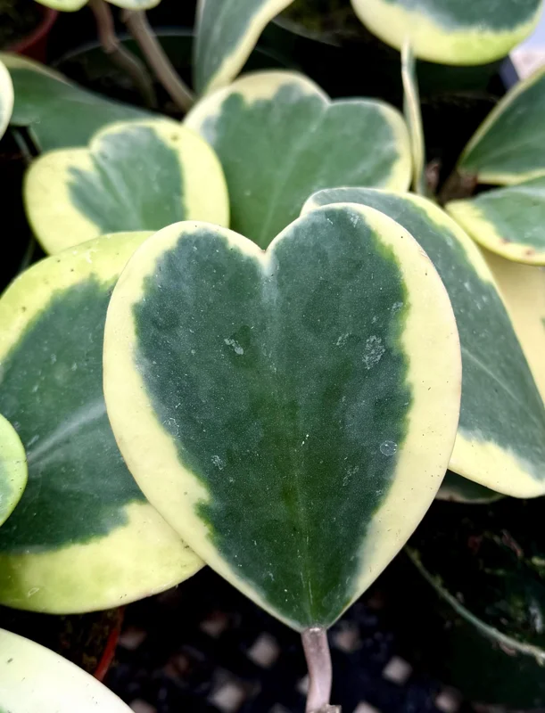 Variegated Hoya Kerrii Live Plant – Sweetheart Succulent – 4 Inch Pot – Indoor Variegated Hoya Kerrii Live Plant – Sweetheart Succulent – 4 Inch Pot – Indoor - Image 3