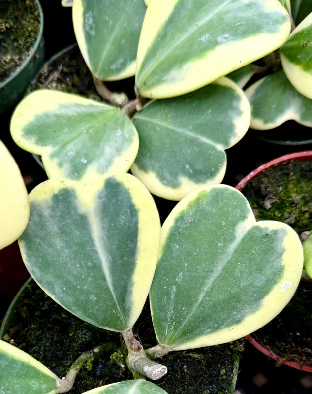 Variegated Hoya Kerrii Live Plant – Sweetheart Succulent – 4 Inch Pot – Indoor Variegated Hoya Kerrii Live Plant – Sweetheart Succulent – 4 Inch Pot – Indoor - Image 4