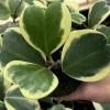 Variegated Hoya Kerrii Live Plant – Sweetheart Succulent – 4 Inch Pot – Indoor Variegated Hoya Kerrii Live Plant – Sweetheart Succulent – 4 Inch Pot – Indoor - Image 1