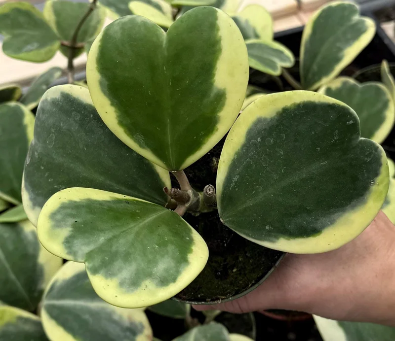 Variegated Hoya Kerrii Live Plant – Sweetheart Succulent – 4 Inch Pot – Indoor Variegated Hoya Kerrii Live Plant – Sweetheart Succulent – 4 Inch Pot – Indoor - Image 1