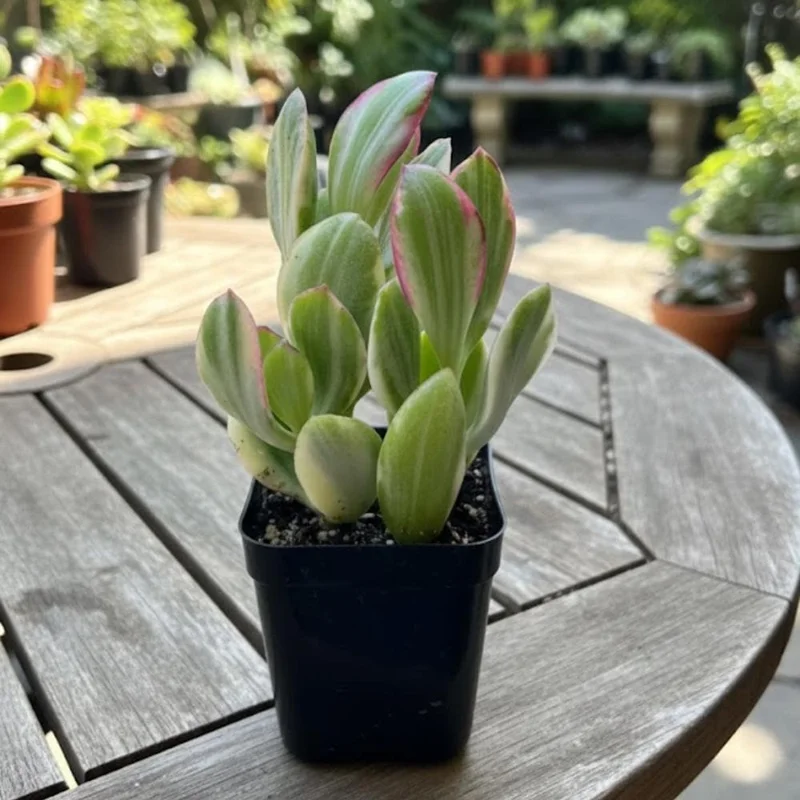 Variegated Jade Live Plant - Crassula Ovata Succulent Houseplant - 4 inch Pot - Image 2