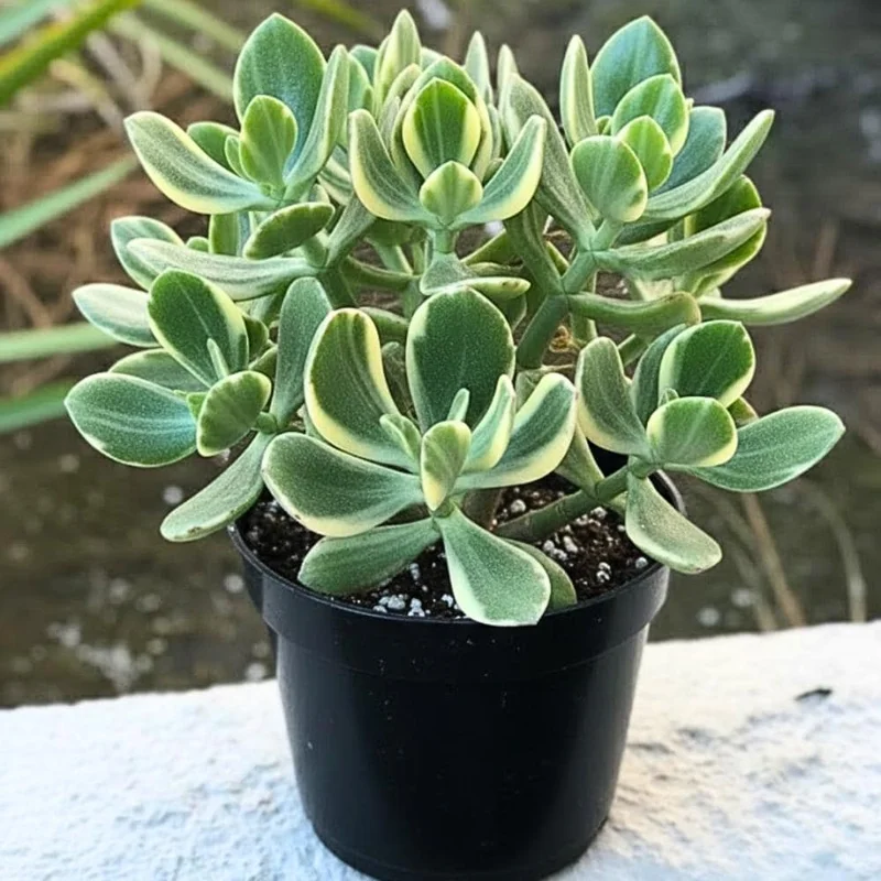 Variegated Jade Live Plant - Crassula Ovata Succulent Houseplant - 4 inch Pot - Image 1