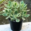 Variegated Jade Live Plant - Crassula Ovata Succulent Houseplant, 4 Inch Pot - Image 1
