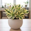 Variegated Jade Plant Live – Crassula Ovata Succulent – 4 Inch Tall in 3.5 Inch Pot – Indoor Houseplant - Image 1