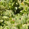 Variegated Jade Plant Live Succulent - 4-inch Tall, 3.5-inch Pot Indoor - Image 1
