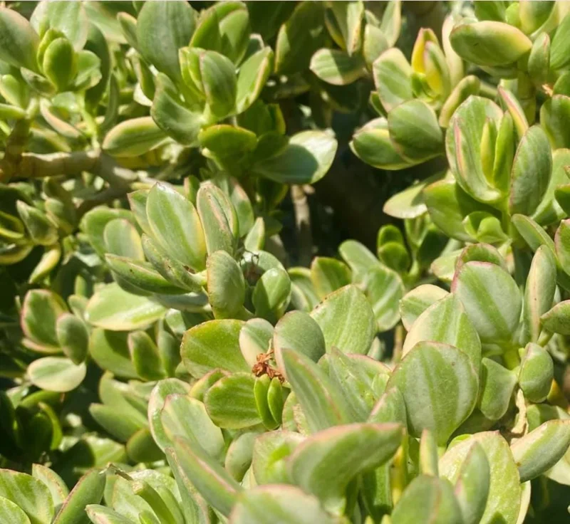 Variegated Jade Plant Live Succulent - 4-inch Tall, 3.5-inch Pot Indoor - Image 1