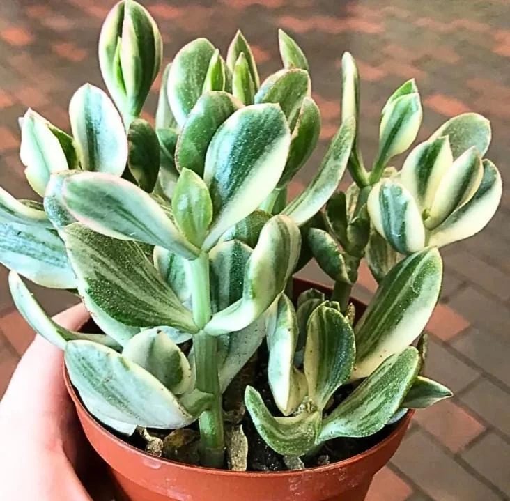 Variegated Jade Plant Live Succulent - 4-inch Tall, 3.5-inch Pot Indoor - Image 2