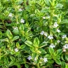 Variegated Lemon Thyme Live Plant – 4-6" Tall Fragrant Culinary Herb, Indoor/Outdoor - Image 1
