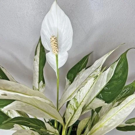 Variegated Peace Lily Live Plant – Spathiphyllum – 4-6 Inch Tall – Indoor/Outdoor Variegated Peace Lily Live Plant – Spathiphyllum – 4-6 Inch Tall – Indoor/Outdoor - Image 2