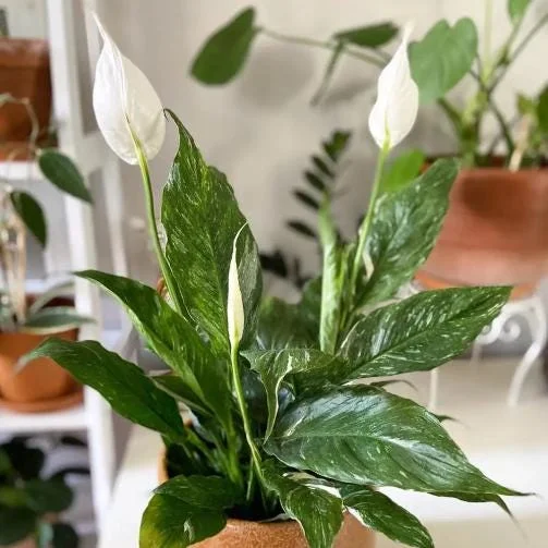 Variegated Peace Lily Live Plant – Spathiphyllum – 4-6 Inch Tall – Indoor/Outdoor Variegated Peace Lily Live Plant – Spathiphyllum – 4-6 Inch Tall – Indoor/Outdoor - Image 3