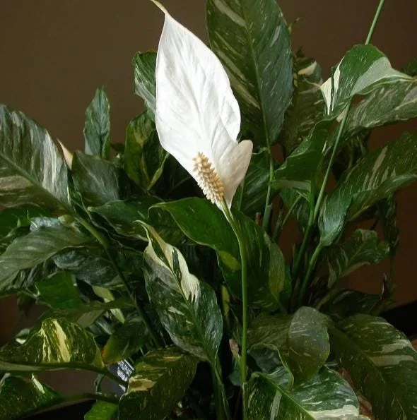 Variegated Peace Lily Live Plant – Spathiphyllum – 4-6 Inch Tall – Indoor/Outdoor Variegated Peace Lily Live Plant – Spathiphyllum – 4-6 Inch Tall – Indoor/Outdoor - Image 4