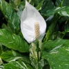 Variegated Peace Lily Live Plant – Spathiphyllum – 4-6 Inch Tall – Indoor/Outdoor Variegated Peace Lily Live Plant – Spathiphyllum – 4-6 Inch Tall – Indoor/Outdoor - Image 1