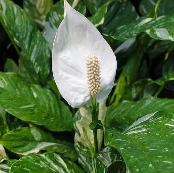 Variegated Peace Lily Live Plant – Spathiphyllum – 4-6 Inch Tall – Indoor/Outdoor Variegated Peace Lily Live Plant – Spathiphyllum – 4-6 Inch Tall – Indoor/Outdoor - Image 1