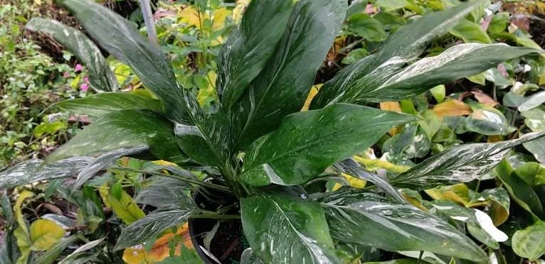 Variegated Peace Lily Live Plant – Spathiphyllum – 4-6 Inch Tall – Indoor/Outdoor Variegated Peace Lily Live Plant – Spathiphyllum – 4-6 Inch Tall – Indoor/Outdoor - Image 5