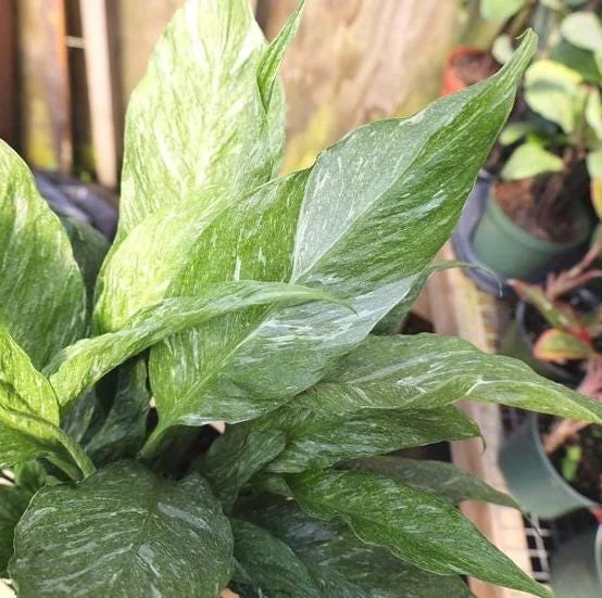 Variegated Peace Lily Live Plant – Spathiphyllum – 4-6 Inch Tall – Indoor/Outdoor Variegated Peace Lily Live Plant – Spathiphyllum – 4-6 Inch Tall – Indoor/Outdoor - Image 6