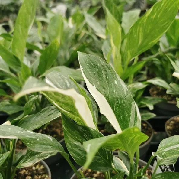 Variegated Peace Lily Live Plant – Spathiphyllum – 4-6 Inch Tall – Indoor/Outdoor Variegated Peace Lily Live Plant – Spathiphyllum – 4-6 Inch Tall – Indoor/Outdoor - Image 7