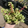 Variegated Rainbow Elephant Bush - Portulacaria Afra Live Plant - 2in or 4in Pot - Indoor/Outdoor Succulent - Image 1