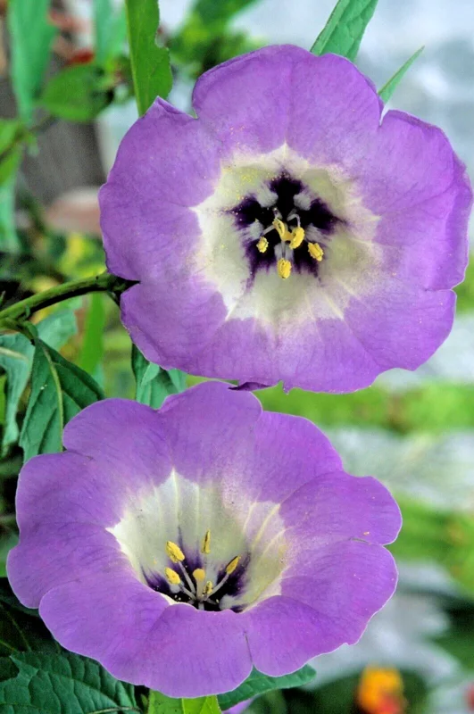 Variegated Shoo Fly Seeds - Nicandra physalodes 'Splash of Cream' - 100 Seeds - Image 2