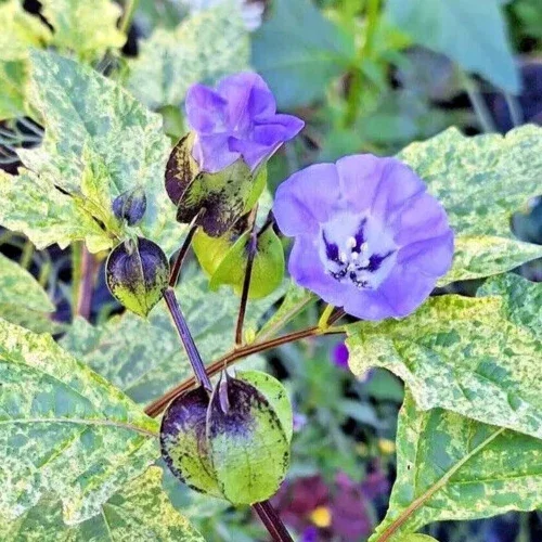 Variegated Shoo Fly Seeds - Nicandra physalodes 'Splash of Cream' - 100 Seeds - Image 1
