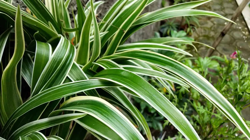 Variegated Spider Plant Live - Air Purifying Houseplant - Easy Care Indoor Plant Variegated Spider Plant Live - Air Purifying Houseplant - Easy Care Indoor Plant - Image 2
