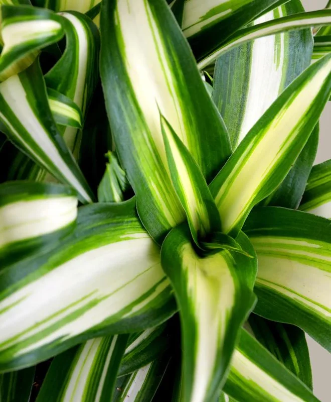 Variegated Spider Plant Live - Air Purifying Houseplant - Easy Care Indoor Plant Variegated Spider Plant Live - Air Purifying Houseplant - Easy Care Indoor Plant - Image 3