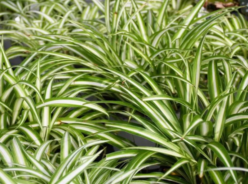 Variegated Spider Plant Live - Air Purifying Houseplant - Easy Care Indoor Plant Variegated Spider Plant Live - Air Purifying Houseplant - Easy Care Indoor Plant - Image 4