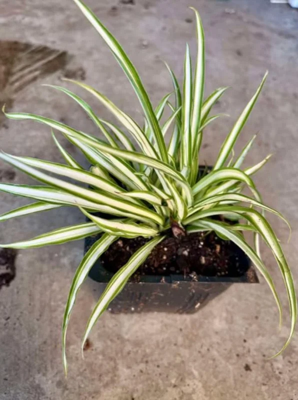 Variegated Spider Plant Live - Air Purifying Houseplant - Easy Care Indoor Plant Variegated Spider Plant Live - Air Purifying Houseplant - Easy Care Indoor Plant - Image 6