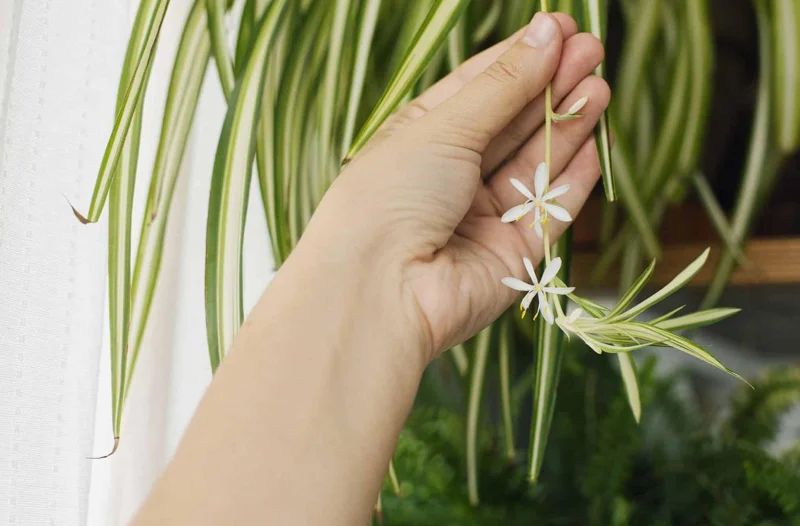 Variegated Spider Plant Live - Air Purifying Houseplant - Easy Care Indoor Plant Variegated Spider Plant Live - Air Purifying Houseplant - Easy Care Indoor Plant - Image 7
