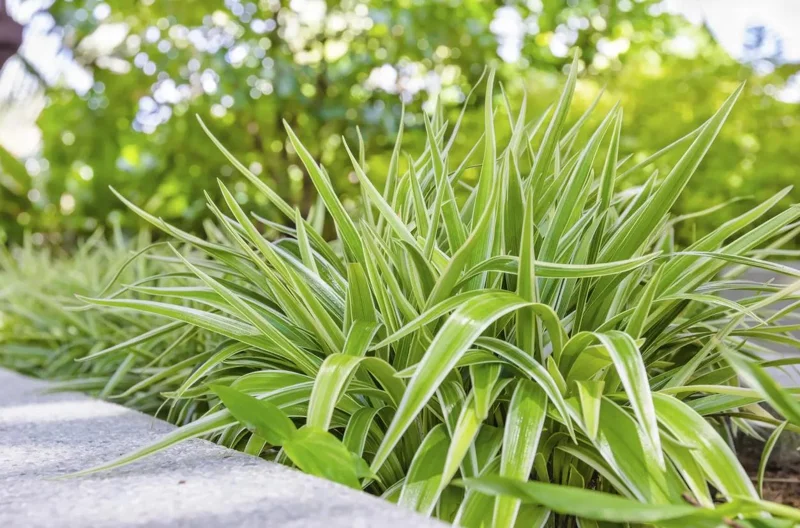 Variegated Spider Plant Live - Air Purifying Houseplant - Easy Care Indoor Plant Variegated Spider Plant Live - Air Purifying Houseplant - Easy Care Indoor Plant - Image 8