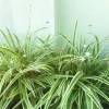 Variegated Spider Plant Live - Air Purifying Houseplant - Easy Care Indoor Plant Variegated Spider Plant Live - Air Purifying Houseplant - Easy Care Indoor Plant - Image 1