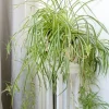 Variegated Spider Plant Live Starter - 4-7 Inch Tall Chlorophytum Variegatum Houseplant - Image 1