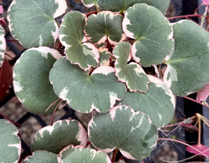 Variegated Strawberry Begonia Live Plant - Saxifraga Stolonifera, 4 Inch Pot Variegated Strawberry Begonia Live Plant - Saxifraga Stolonifera, 4 Inch Pot - Image 2