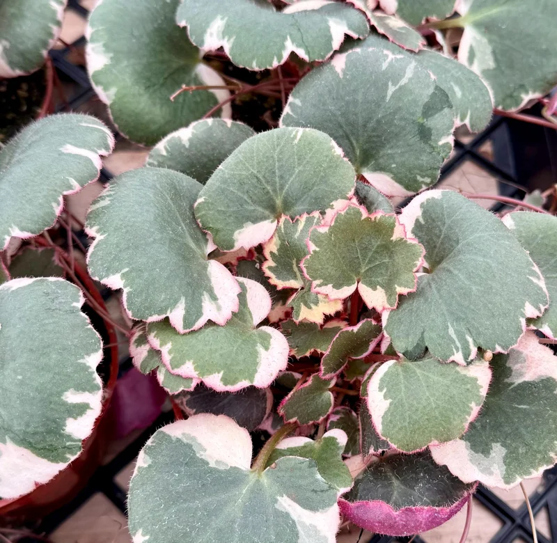 Variegated Strawberry Begonia Live Plant - Saxifraga Stolonifera, 4 Inch Pot Variegated Strawberry Begonia Live Plant - Saxifraga Stolonifera, 4 Inch Pot - Image 3