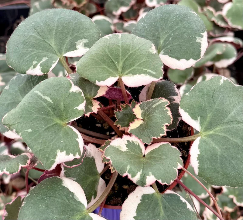 Variegated Strawberry Begonia Live Plant - Saxifraga Stolonifera, 4 Inch Pot Variegated Strawberry Begonia Live Plant - Saxifraga Stolonifera, 4 Inch Pot - Image 4